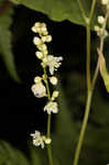 Fringed black bindweed